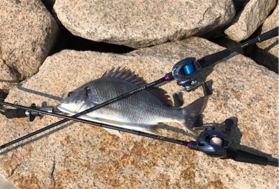 赤出汁状態の淀川からの一本