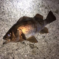 強風の中メバリング