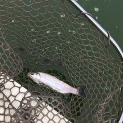 エリアトラウト