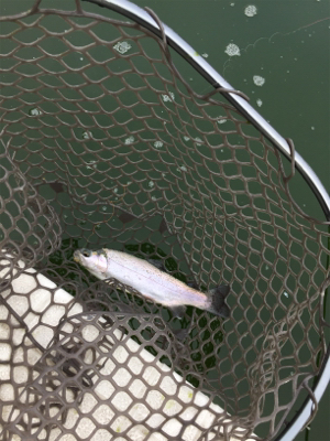 エリアトラウト