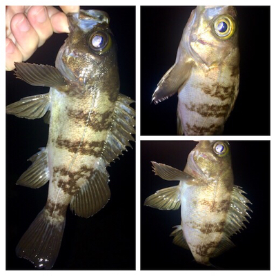 メバリンガー1805〜1850