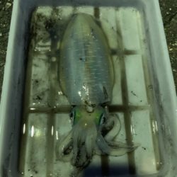 アオリイカ開幕！？