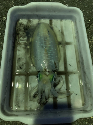 アオリイカ開幕！？