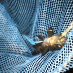 遊んでくれるのはチビだけ