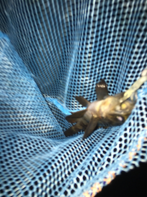 遊んでくれるのはチビだけ