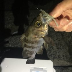 メバル釣れた！の巻