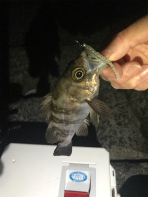 メバル釣れた！の巻