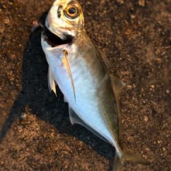 今年初アジング