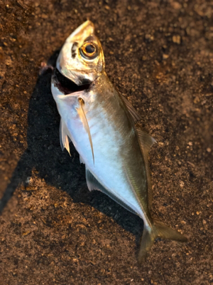 今年初アジング