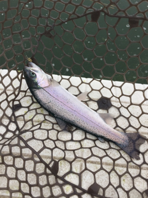 エリアトラウト