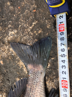 キセキ 4戦3勝 4枚