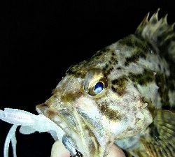 2018年3月20日釣行in須崎埠頭周辺