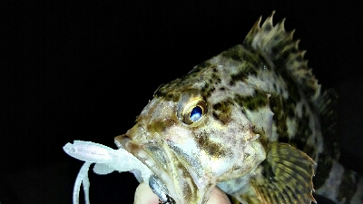 2018年3月20日釣行in須崎埠頭周辺