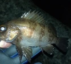 ナイトメバリング