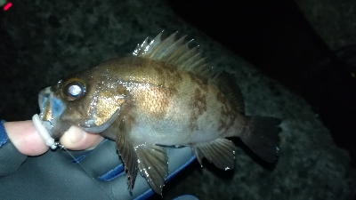 ナイトメバリング