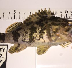 セイゴが食ってきた!