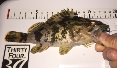 セイゴが食ってきた!