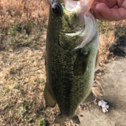 旧吉野川最下流にて