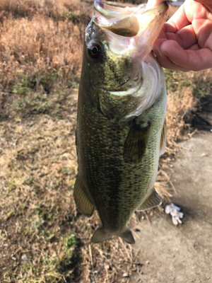 旧吉野川最下流にて