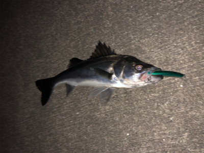 短時間シーバス