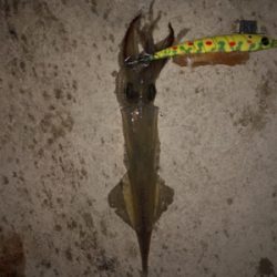 やっぱりヤリイカ