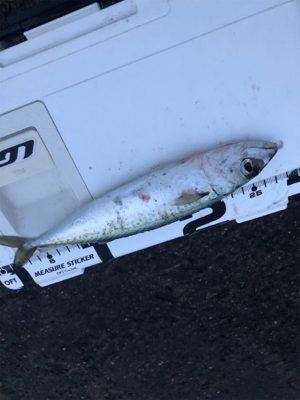 爆風の中のレイニー鯖ゲー