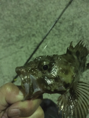 またもやメバル0！