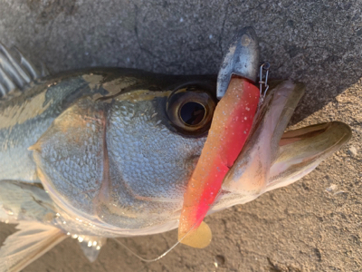 ディアルーナXR B806 入魂♫