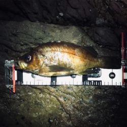 メバルプラッギング開幕