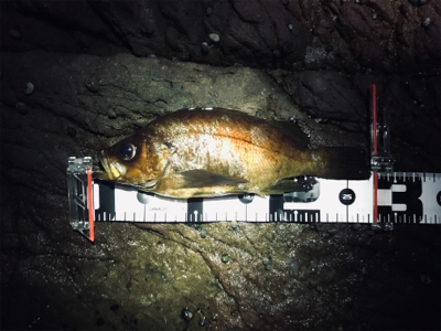 メバルプラッギング開幕