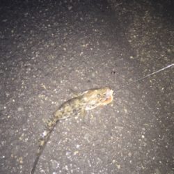 渋い中のアイナメ