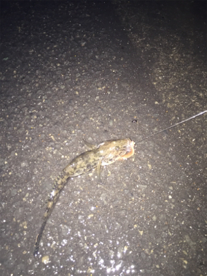 渋い中のアイナメ