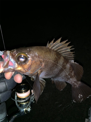 爆風メバリング