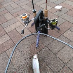 服部緑地でトラウト