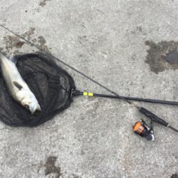 アジ狙いで、シーバス！