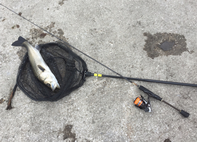 アジ狙いで、シーバス！