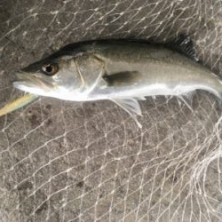 マイクロベイト