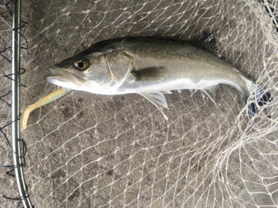 マイクロベイト