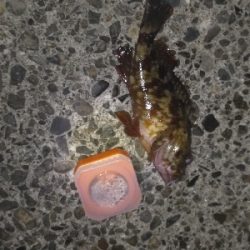 メバリングゥ〜