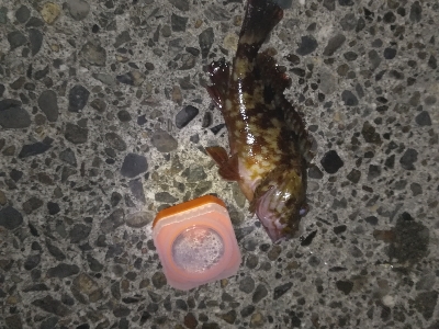 メバリングゥ〜