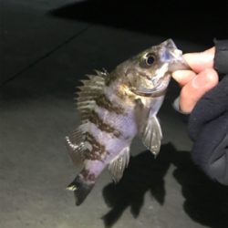 ロックフィッシュ釣り