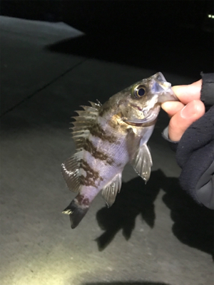 ロックフィッシュ釣り