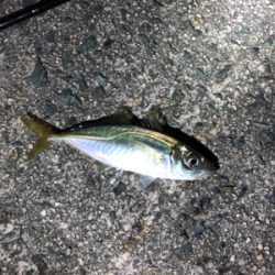 仕事終わりアジング