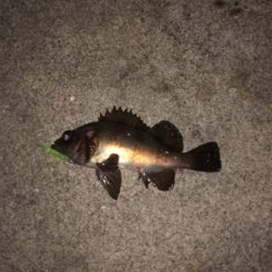 春分の日メバルゲット