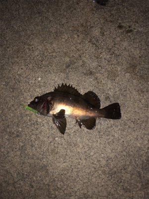 春分の日メバルゲット