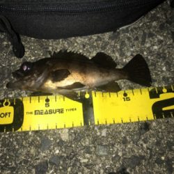 プラグも反応あり