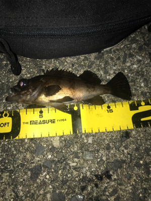 プラグも反応あり