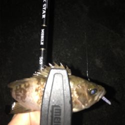 メバルを求めて④