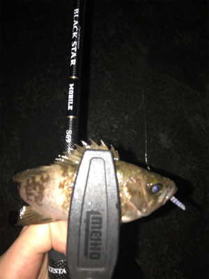 メバルを求めて④