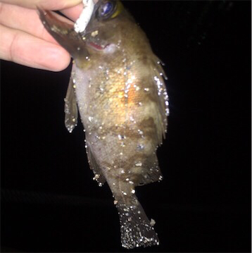 今治でメバリング 渋い